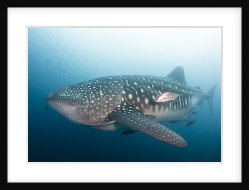 Whale Shark by Anonymous