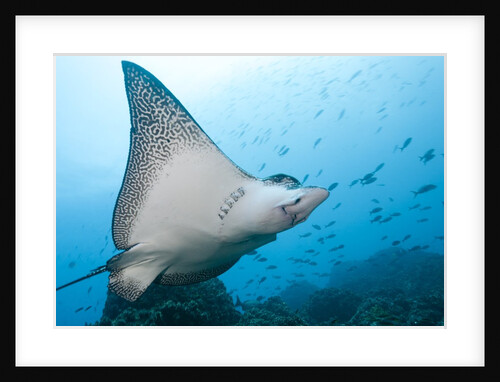 Spotted Eagle Rays by Anonymous