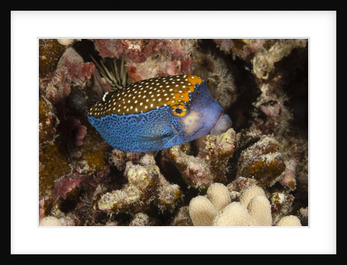 Spotted Boxfish by Anonymous