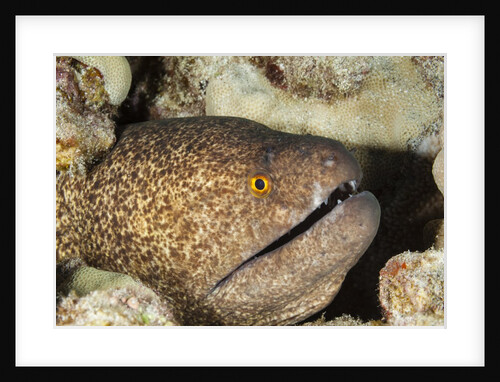 Yellowmargin Moray by Anonymous