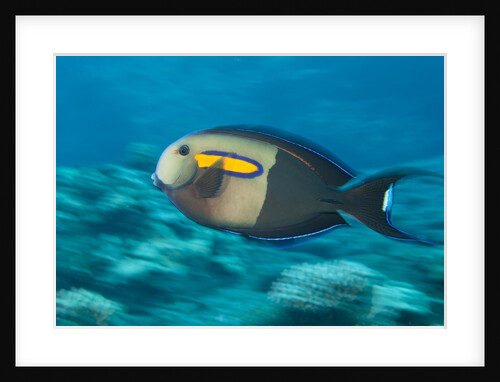 Orangeband Surgeonfish by Anonymous
