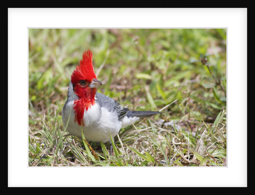 Red-crested cardinal by Anonymous