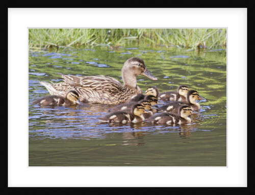 Female Mallard Duck with ducklings by Anonymous