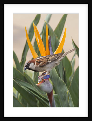 House Sparrow on Bird of Paradise by Anonymous