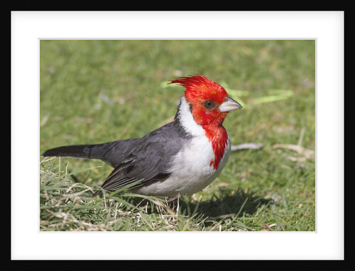 Red-crested cardinal by Anonymous