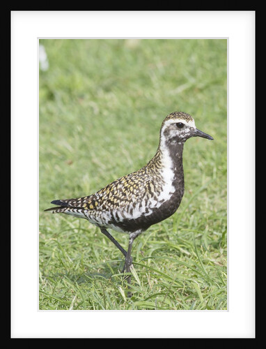 Pacific Golden Plover in breeding plumage by Anonymous