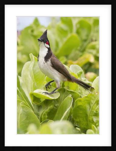Red-Whiskered Bulbul by Anonymous