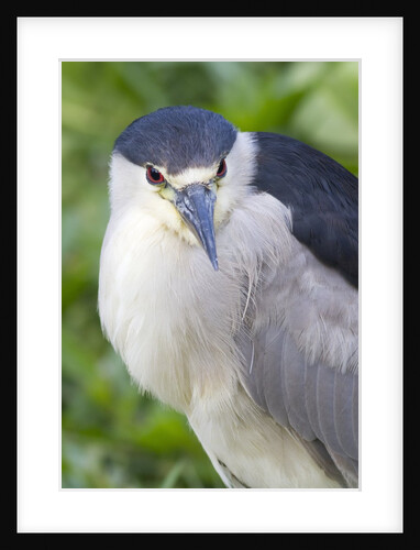 Black-crowned night heron by Anonymous