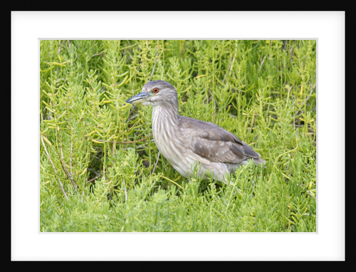 Juvenile black-crowned night heron by Anonymous