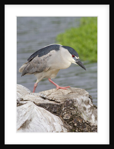 Black-crowned night heron by Anonymous