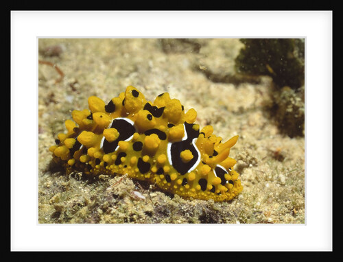 Ocellate Phyllidia by Anonymous