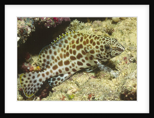 Honeycomb Grouper by Anonymous