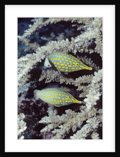 Pair of Longnose Hawkfish by Anonymous