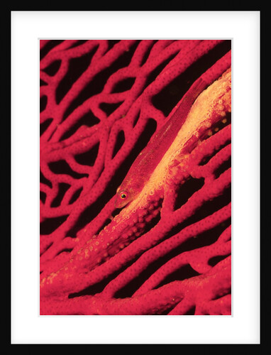 Large Whip Goby on Sea Fan by Anonymous