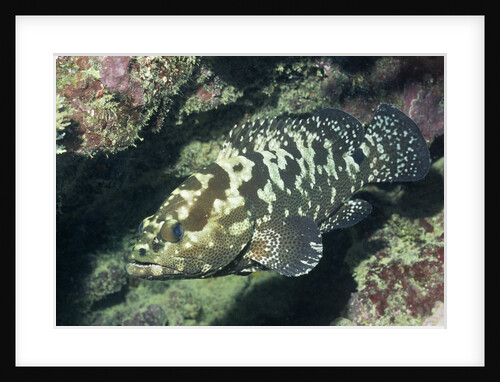 Camouflage Grouper by Anonymous