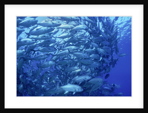 School of Bigeye Trevally by Anonymous