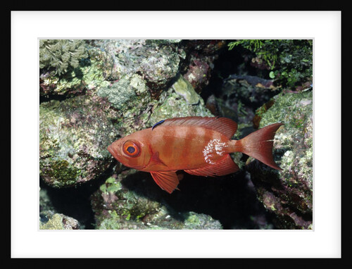Crescent-Tail Bigeye being cleaned by Cleaner Wrasse by Anonymous