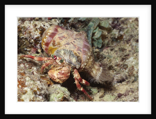 Anemone Hermit Crab by Anonymous