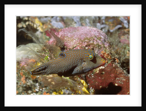 Papuan Toby by Anonymous