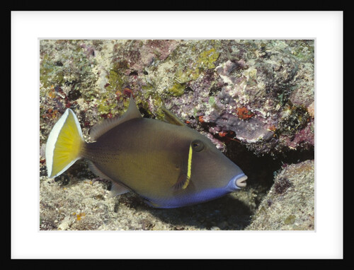 Flagtail Triggerfish by Anonymous
