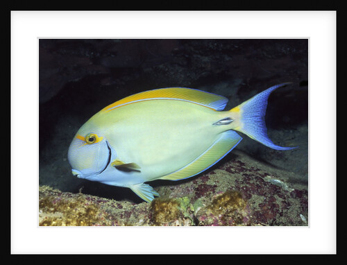 Eyestripe Surgeonfish by Anonymous