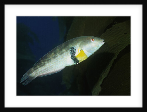 Rock Wrasse by Anonymous