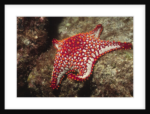 Panamic Cushion Star by Anonymous