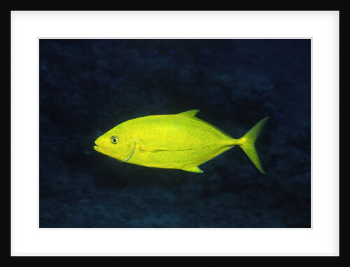 Orange-Spotted Trevally by Anonymous