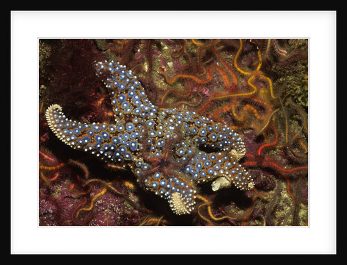 Giant Spined Star with Spiny Brittle Stars by Anonymous