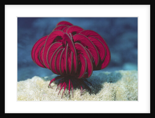 Robust Feather Star by Anonymous