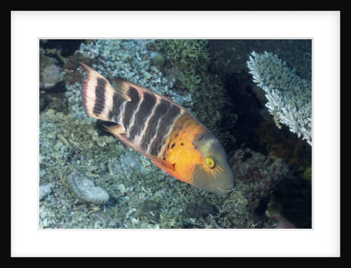 Redbreasted Wrasse by Anonymous