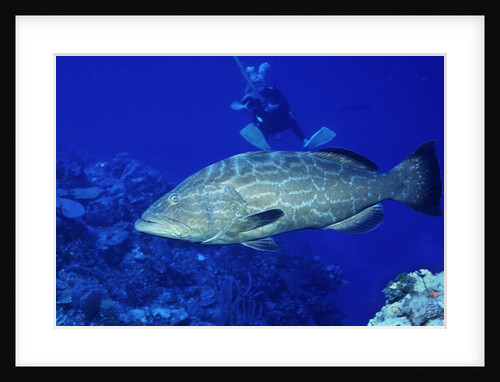 Diver with Black Grouper by Anonymous