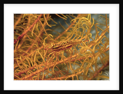Crinoid Shrimp by Anonymous