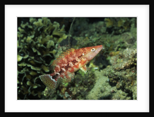 Malachite Wrasse by Anonymous