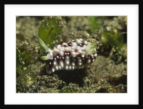 Geometric Chromodoris by Anonymous