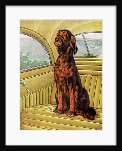 Pampered Irish Setter Sitting in a Car by Anonymous