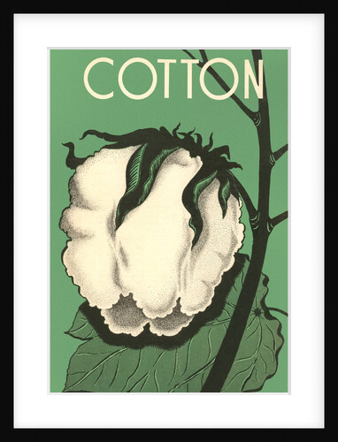 Cotton Boll by Anonymous