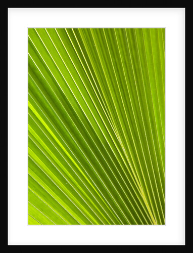 Fresh Green Fan Palm by Anonymous