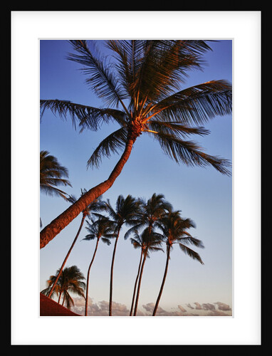 Evening Light on the Westside of Kauai by Anonymous