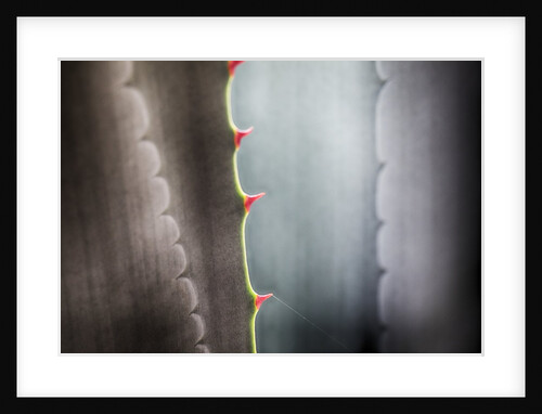 Agave growing in the forest by Anonymous