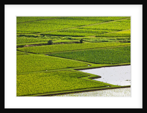 Patterns in Taro plant Field by Anonymous