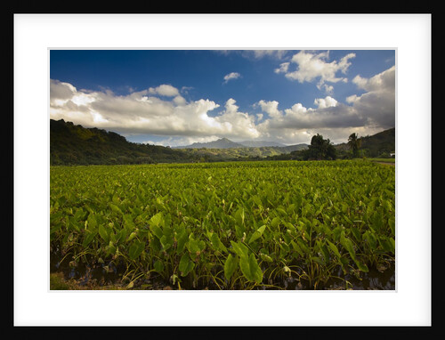 Taro plant Fields by Anonymous