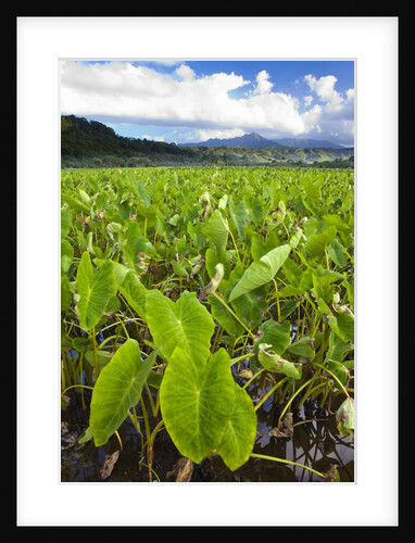 Taro plant Fields by Anonymous