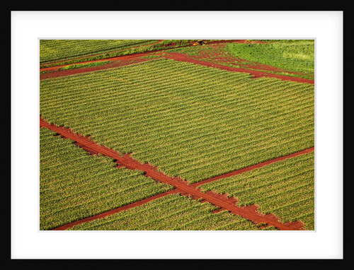 Coffee field on the island of Kauai by Anonymous