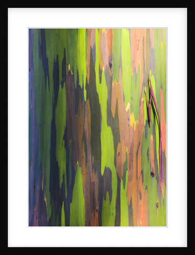 Close-up of Rainbow Eucalyptus by Anonymous