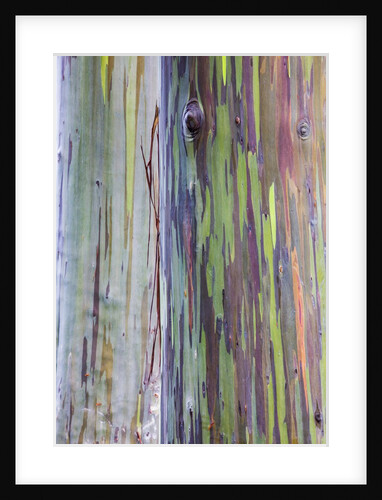 Close-up of Rainbow Eucalyptus by Anonymous