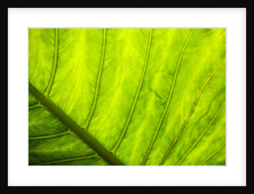 Large leaf of Banana plant by Anonymous