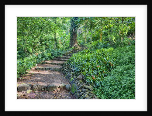 Hiking trail in the gardens of Kauai by Anonymous