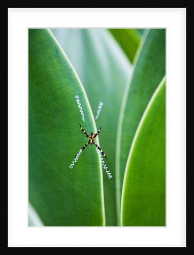 Agave growing with spider web attached by Anonymous