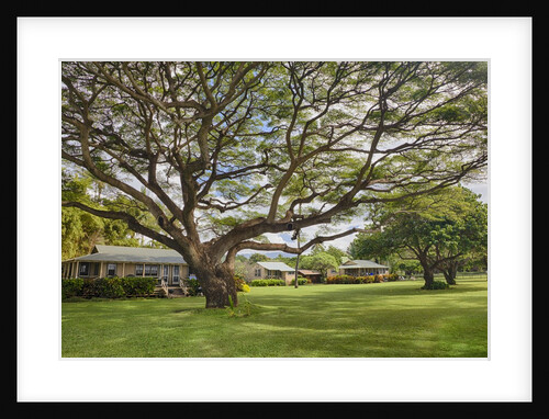 Large old tree and field in Waimea by Anonymous